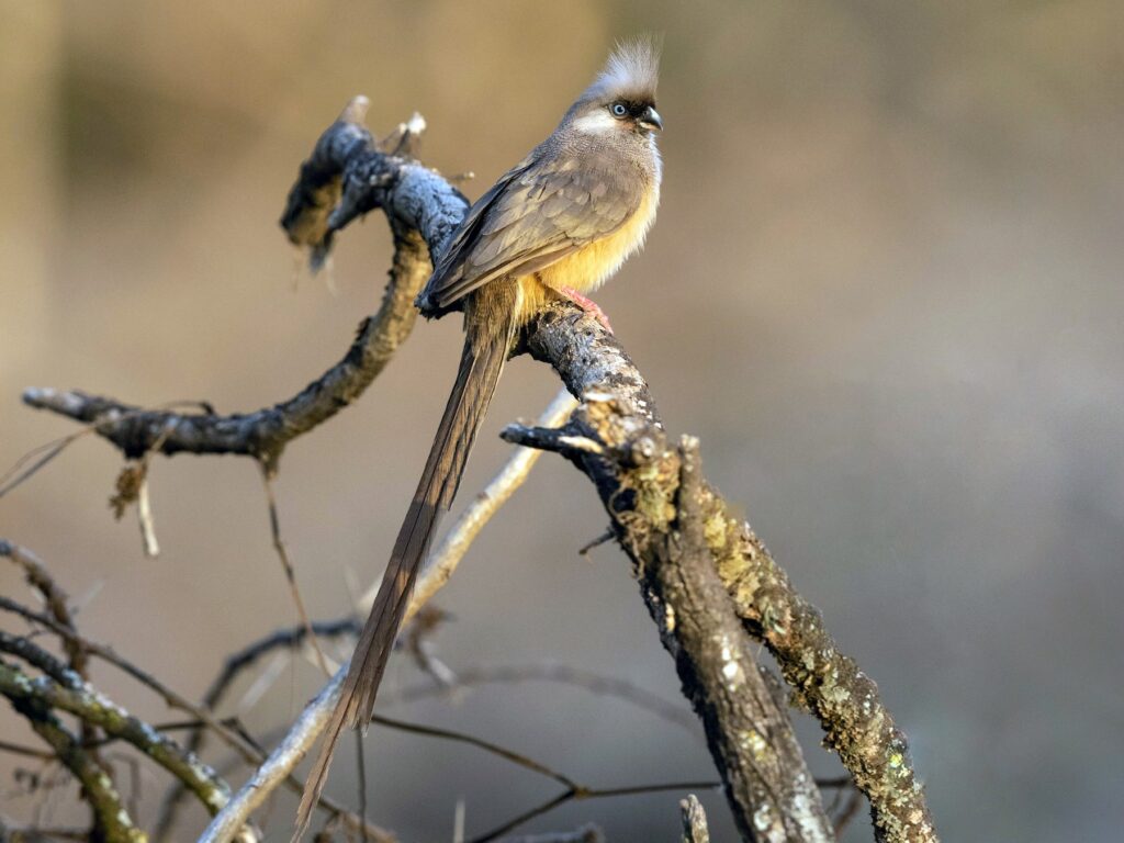 Speckceld mousebird